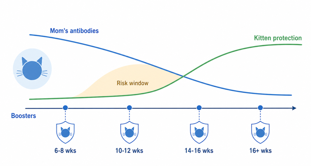 Line graph showing a kitten's maternal antibodies declining while its own immune protection rises, with a risk window where the two lines cross, and booster shots marked at 6-8, 10-12, 14-16, and 16+ weeks