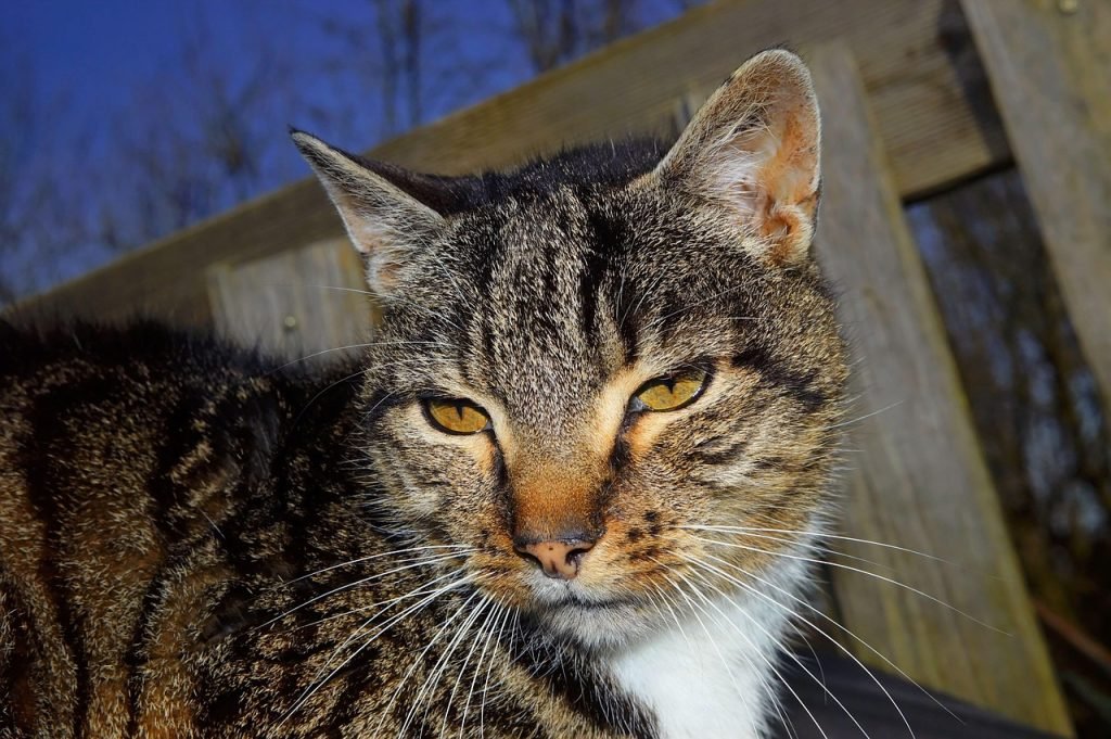 Tabby cat portrait, a pet whose existing diagnosis a new insurance policy would exclude