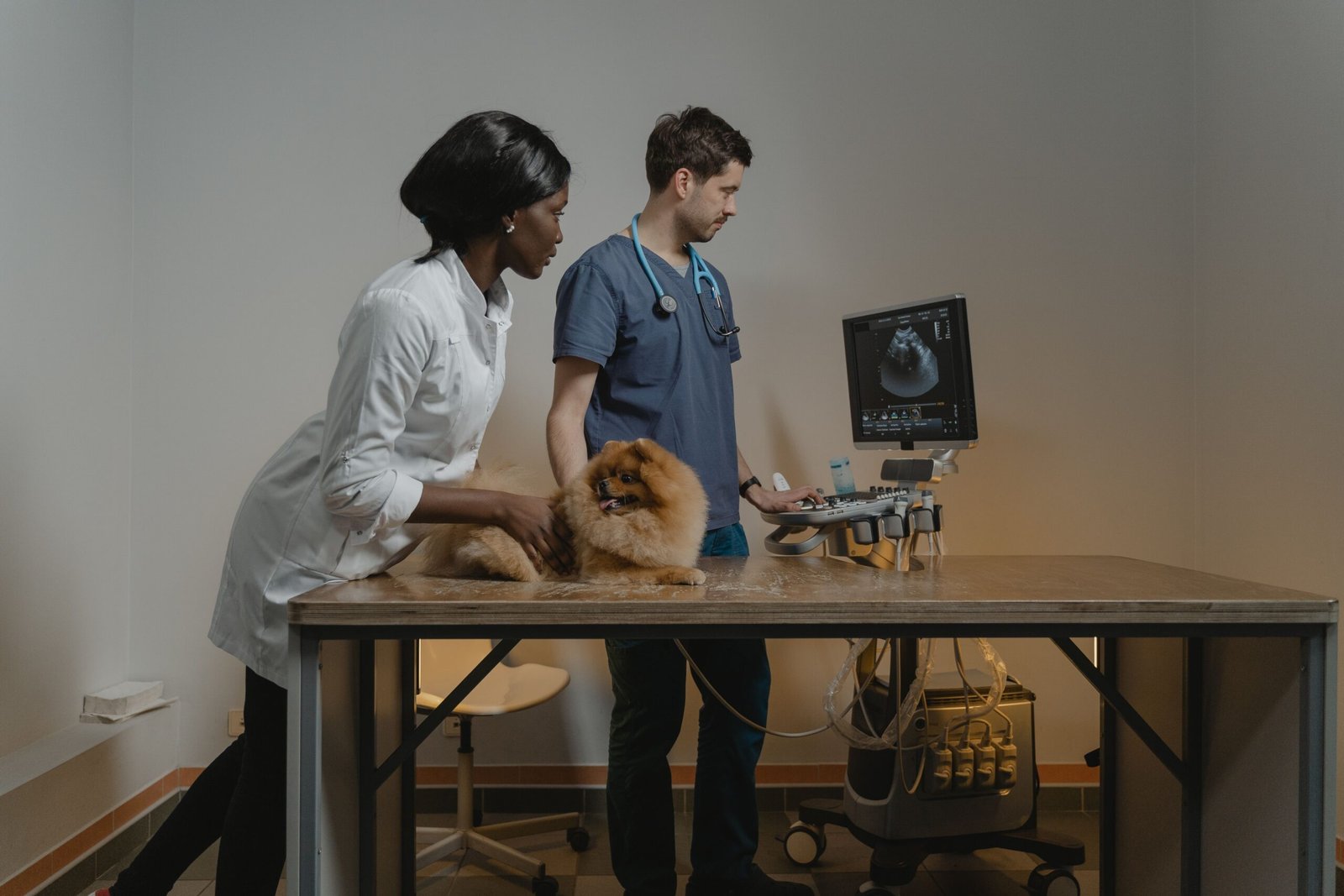 Veterinary team reviewing an ultrasound image, the kind of organ-guided sampling an FNA sometimes requires