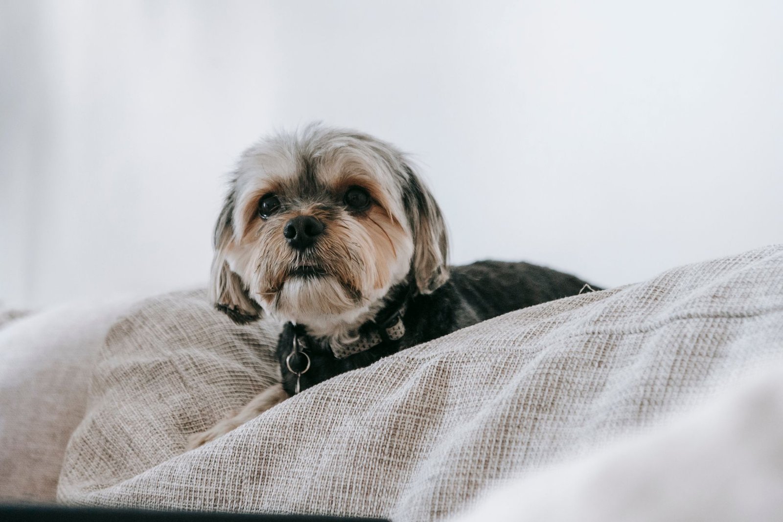 Small dog resting comfortably on a soft bed