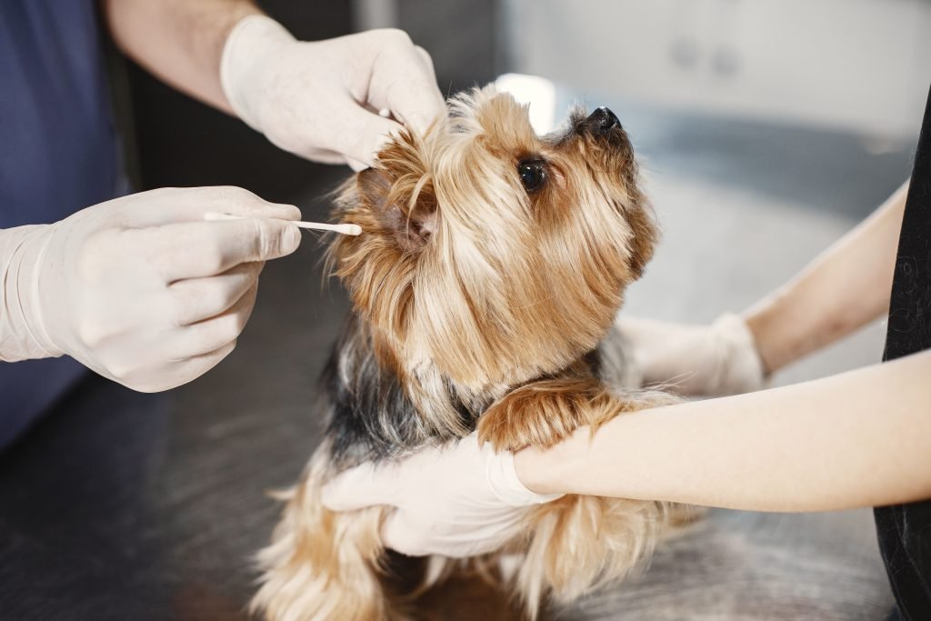 Veterinarian cleaning a small dog's ear with a cotton swab