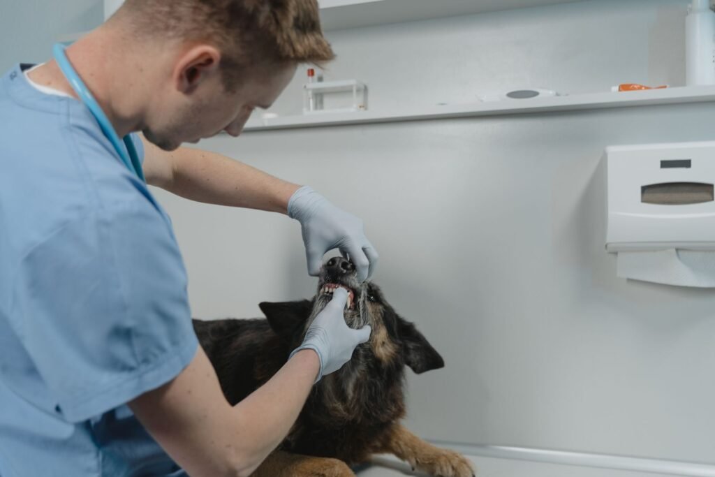 Veterinarian examining a dog's mouth and teeth to check for the dental disease that causes bad breath in dogs
