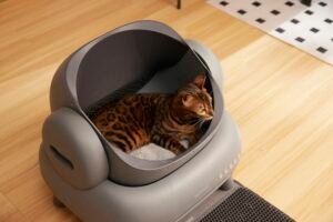 Bengal cat inside an automatic litter box