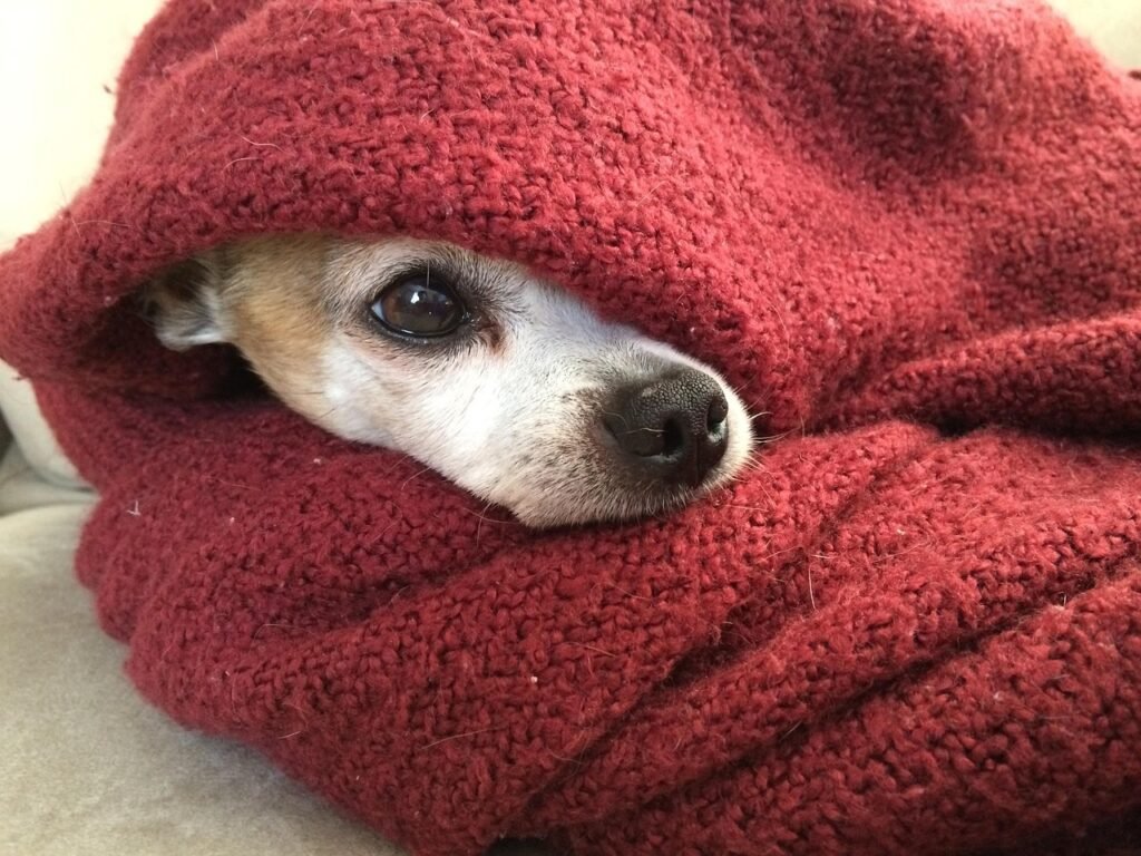 Small chihuahua nestled and burrowed into a cozy blanket, illustrating den seeking calming behavior in anxious dogs