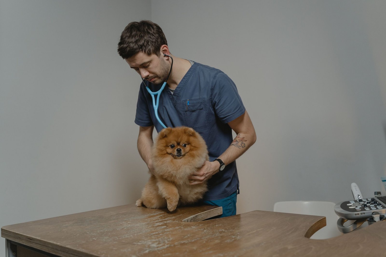 Veterinarian listening to a dog's heart with a stethoscope, the kind of urgent exam a serotonin syndrome reaction needs