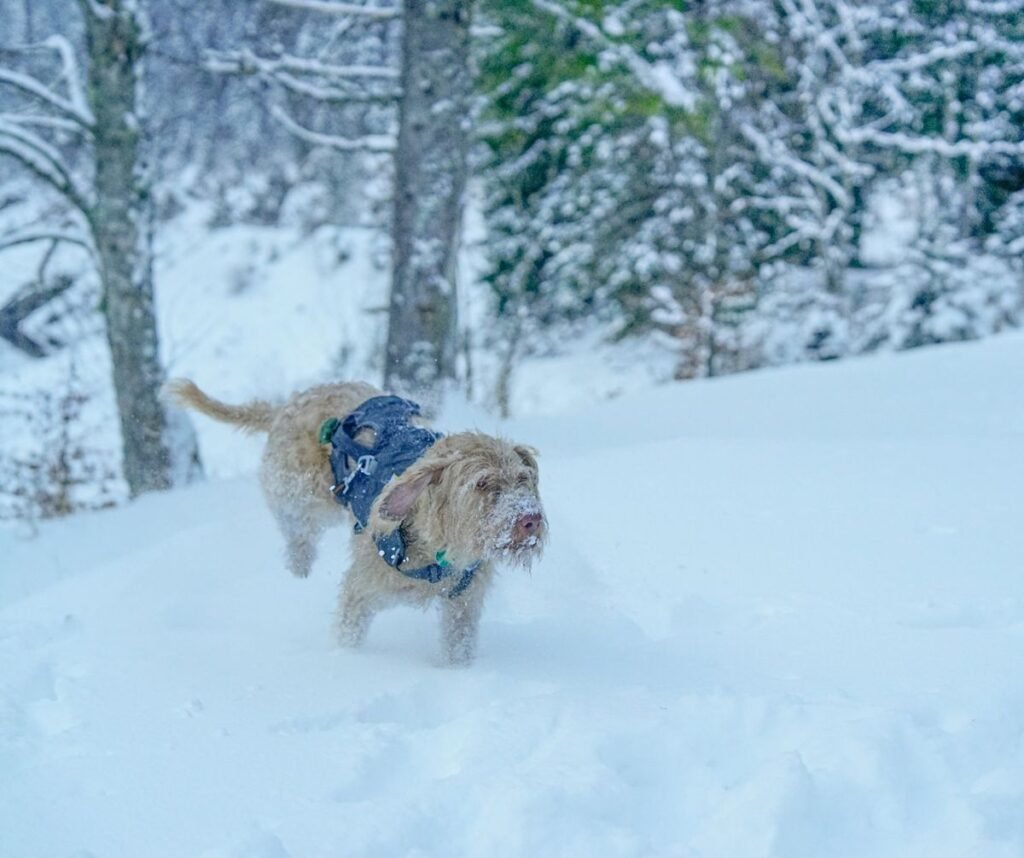 Dog wearing a winter coat running through snow in a forest, shown at a distance