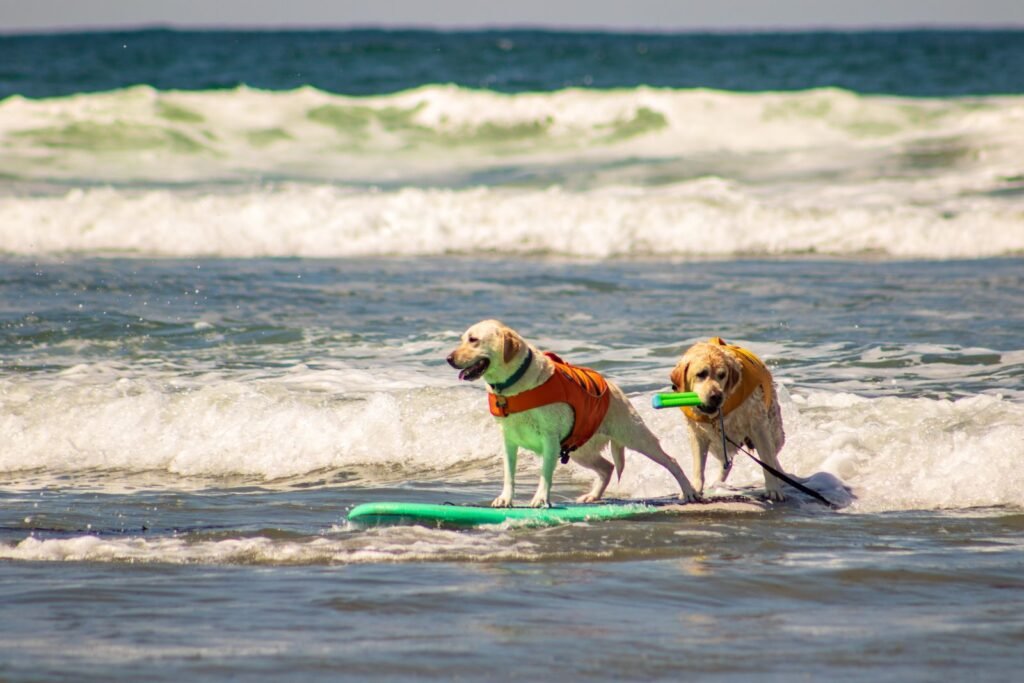 Two dogs in orange life jackets standing on a surfboard in the waves