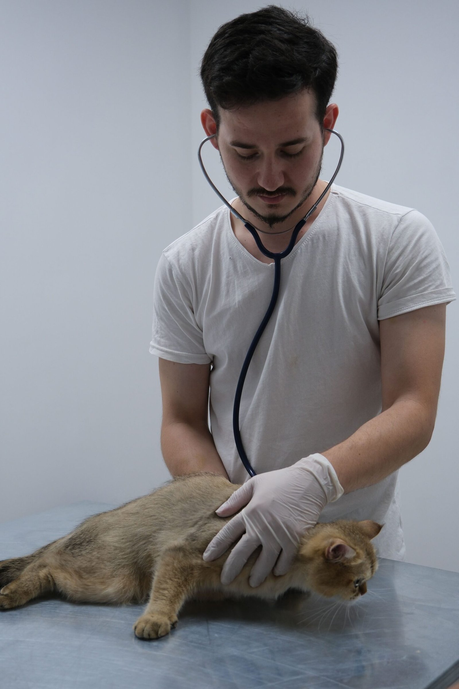 Veterinarian examining a cat with a stethoscope during a diagnostic workup for hyperthyroidism