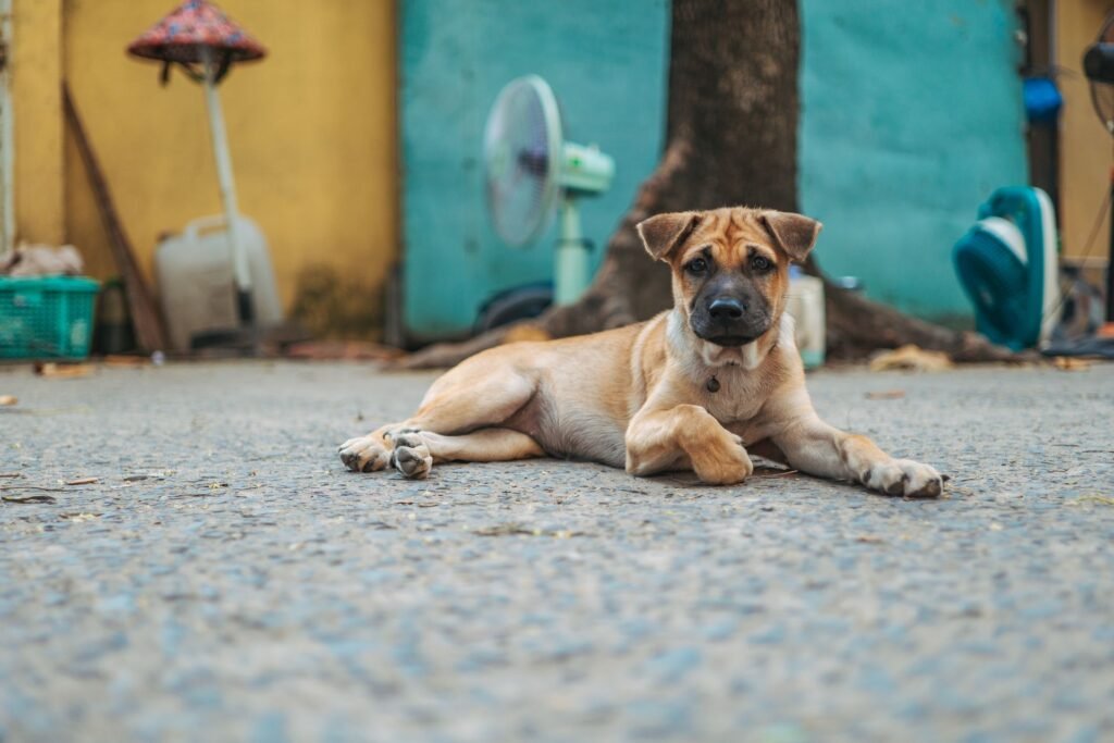 Puppy lying on a shaded stone courtyard floor, an example of a dog seeking a cool resting spot in hot weather