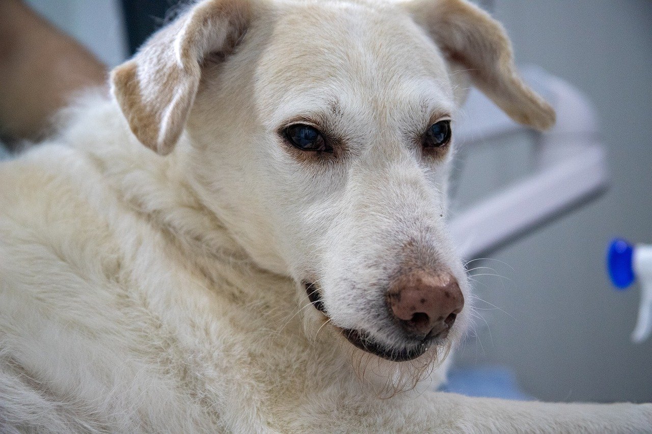 Senior dog at a veterinary clinic, the age group most often diagnosed with kidney disease in dogs