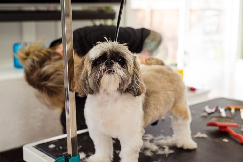 Shih Tzu getting a professional haircut on a grooming table, illustrating the coat care this long-haired breed needs to prevent painful matting