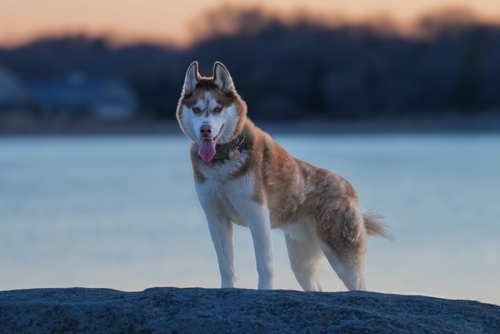 Siberian Husky standing outdoors at dusk, illustrating siberian husky health problems