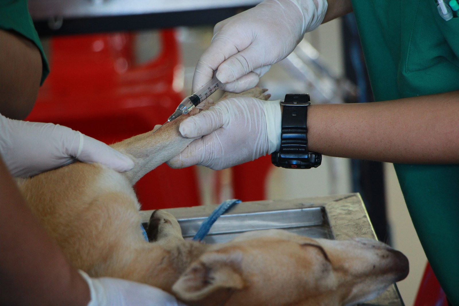 Veterinary team drawing a blood sample from a dog's foreleg, the kind of sample used to check creatinine and BUN in kidney disease in dogs