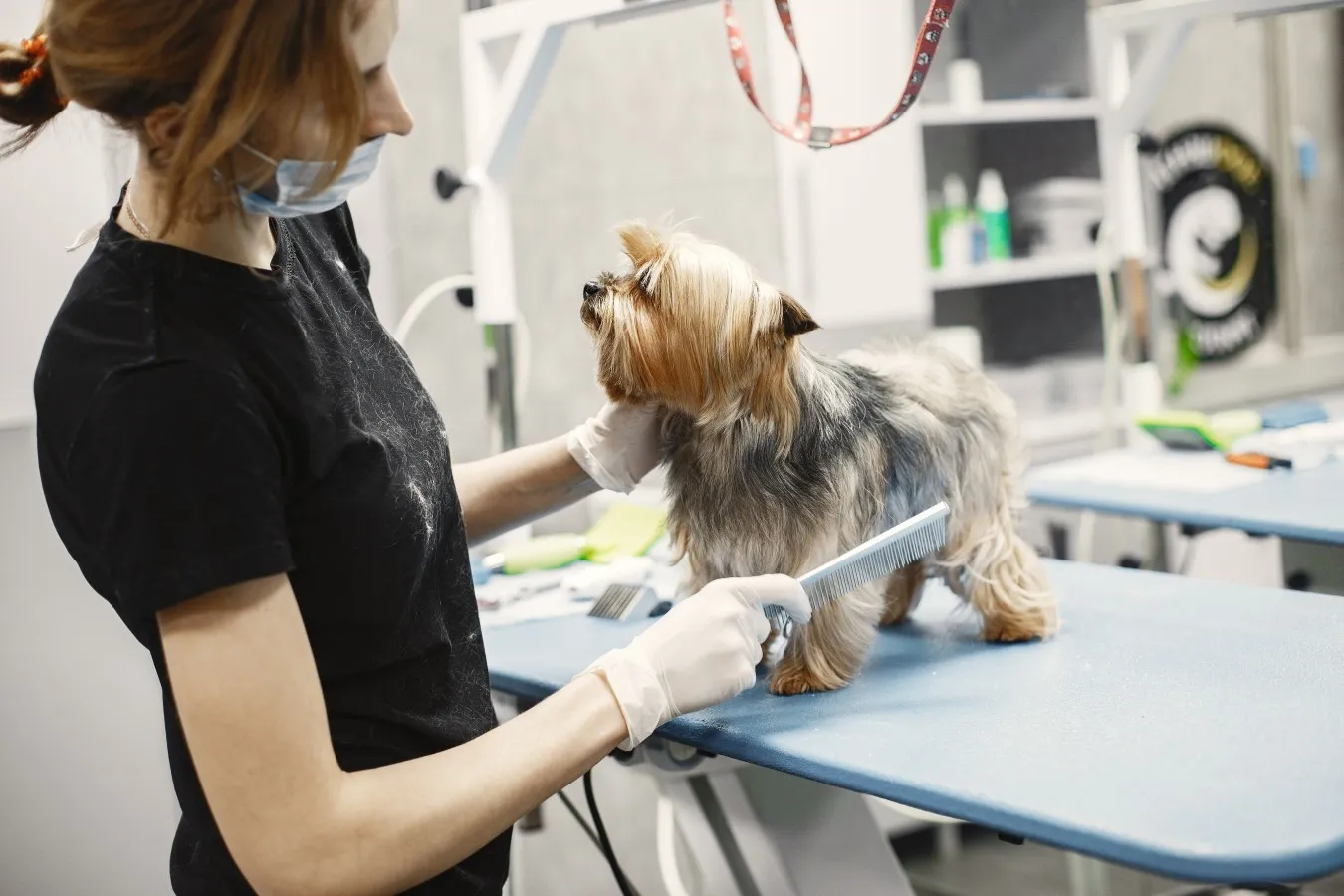 Veterinarian examining a dog, relevant to what a fine needle aspirate involves