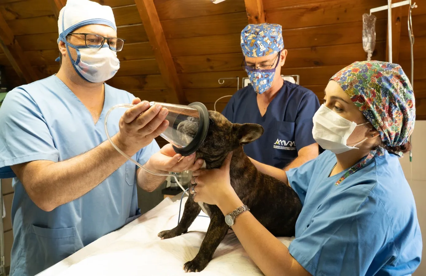 Dog resting calmly during a veterinary visit, illustrating how well most pets tolerate a fine needle aspirate