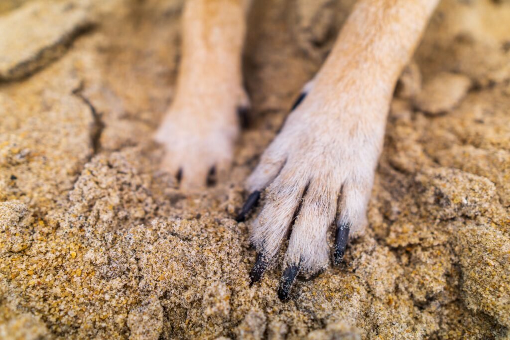 Close-up of dog paws actively digging into sandy ground
