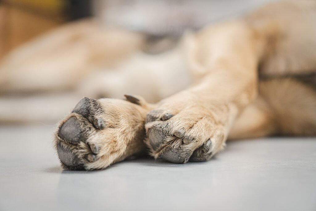 Close-up of a dog's paw pads during a routine post-walk check