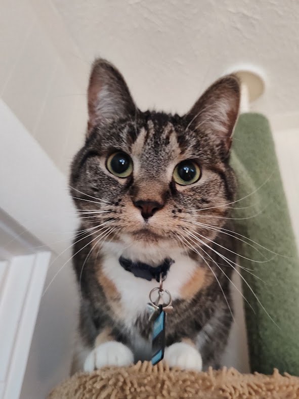 Tabby cat looking at the camera