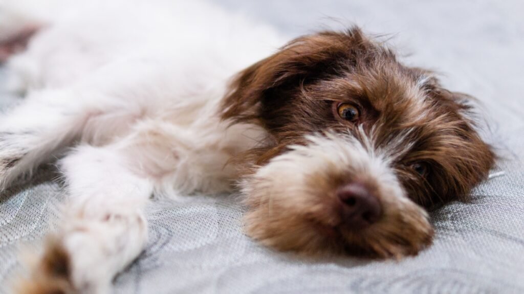 Dog lying down looking unwell, relevant to acute and chronic pancreatitis