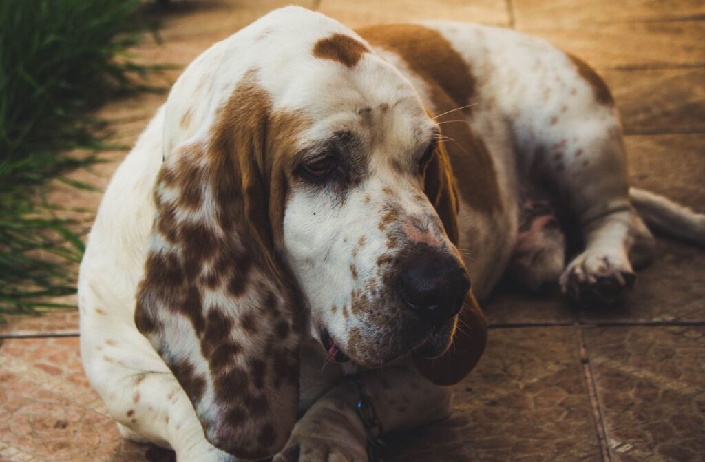 basset hound lying on tile floor showing long back and short legs