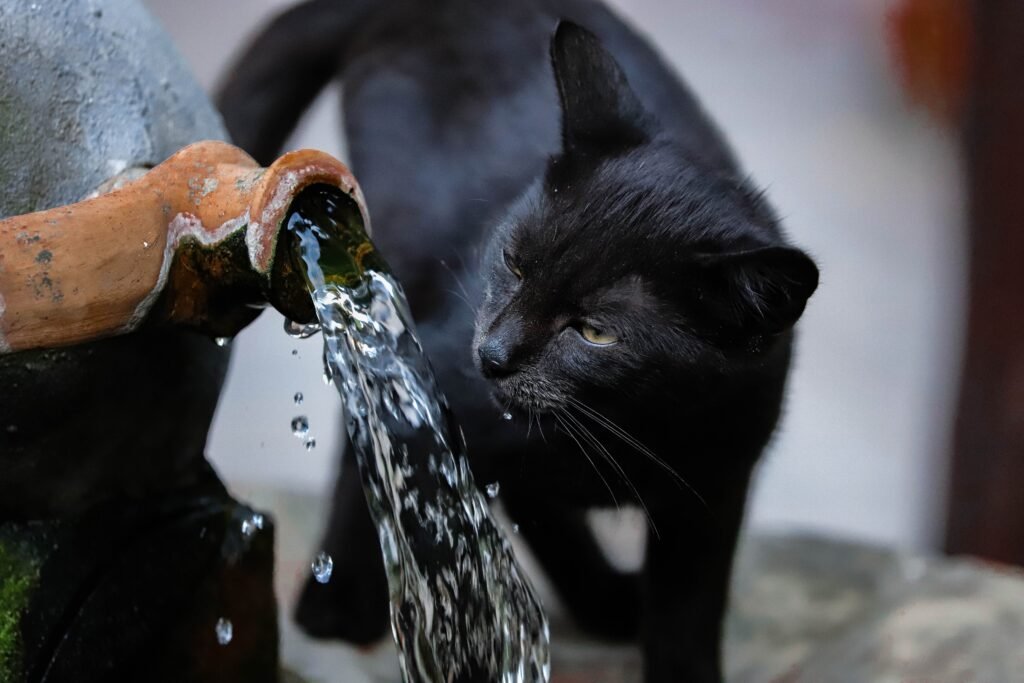 Cat drinking running water, the appeal behind cat water fountains
