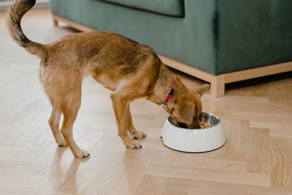 Dog eating from a bowl, the feeding pace slow feeder bowls are designed to slow