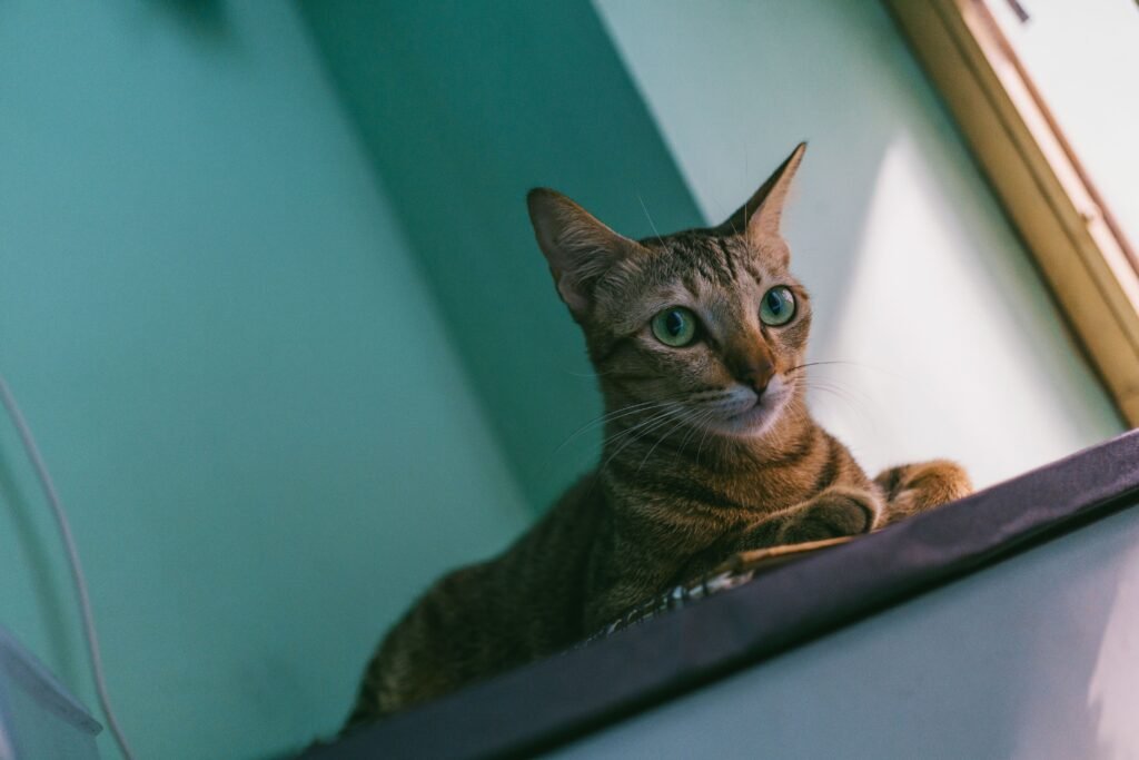 Indoor cat close-up, relevant to whether indoor cats get fleas