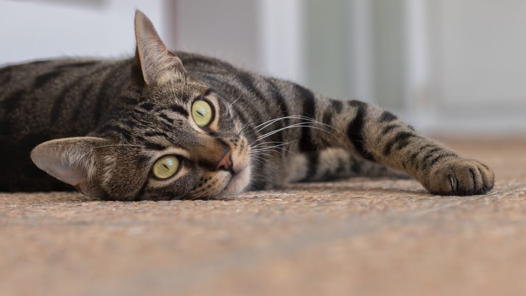 Cat lying on the floor indoors, relevant to vomiting after eating