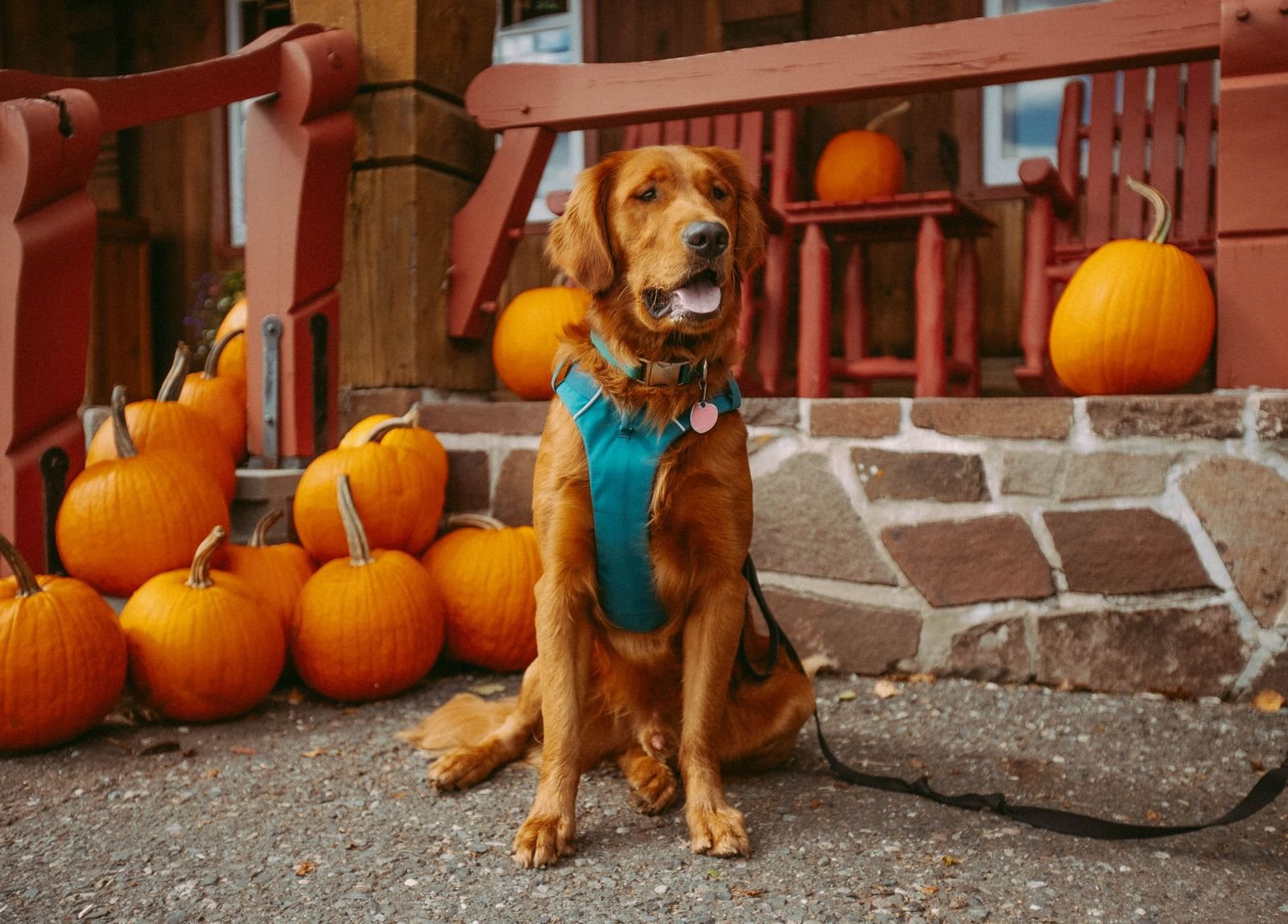 Golden retriever sitting on a porch among autumn pumpkins, the Halloween season when chocolate poisoning calls rise