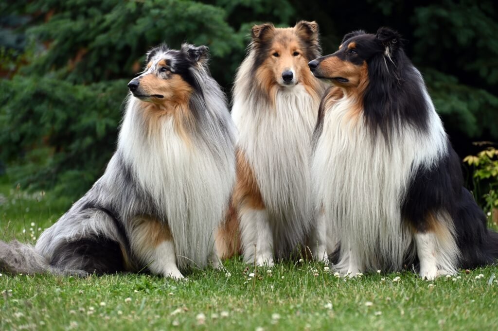 Three Rough Collies sitting together on grass, illustrating the breed at the center of common Collie health problems