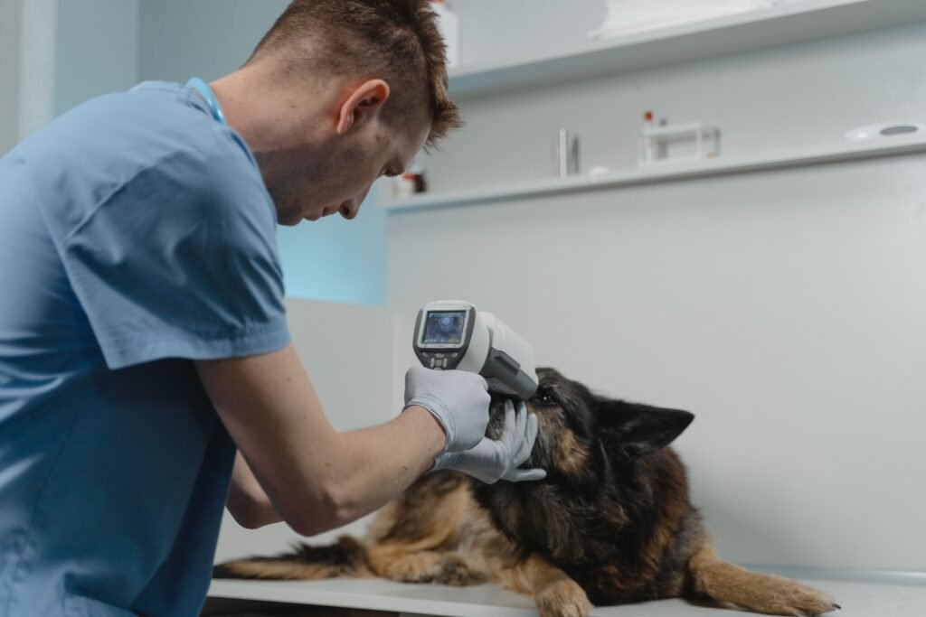 Veterinarian using a diagnostic scope to examine a dog’s eye, the check a diabetic dog with a newly cloudy eye needs