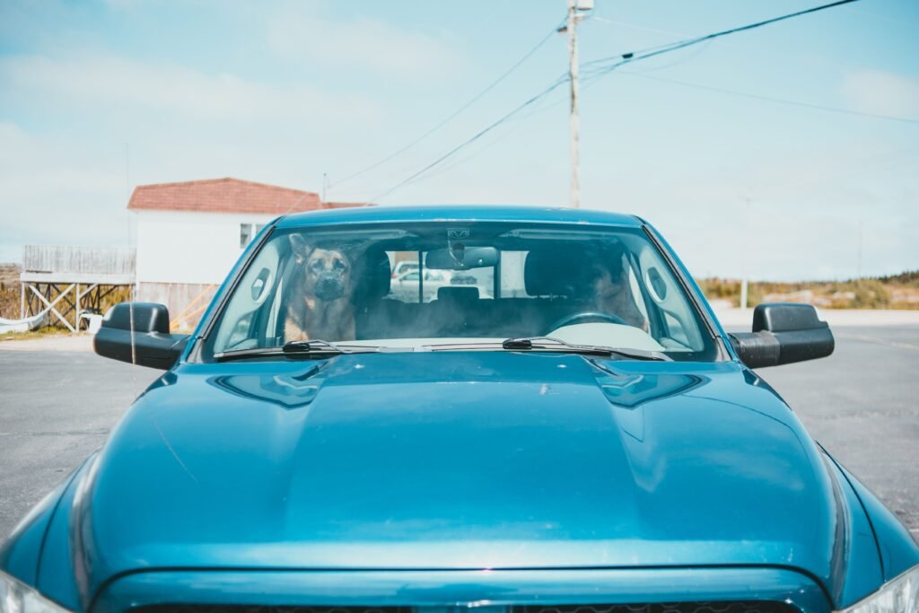 Dog riding in a car, relevant to dog car seat belts and travel safety