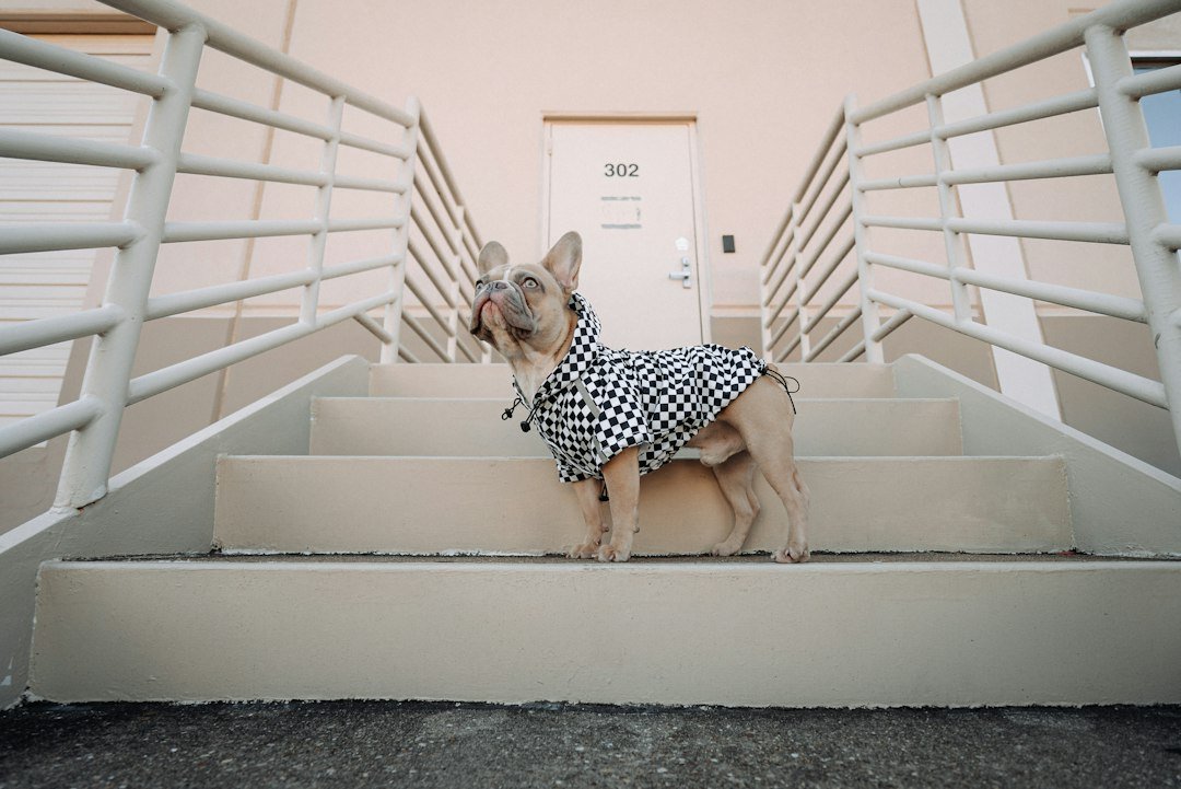 French Bulldog in a checkered raincoat standing on outdoor steps