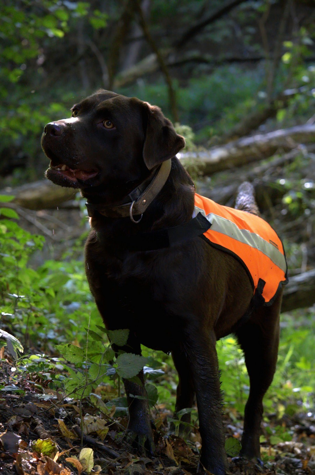 Black Labrador wearing a bright orange reflective safety vest outdoors