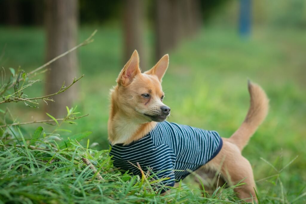 Small dog wearing a fitted calming-style shirt outdoors