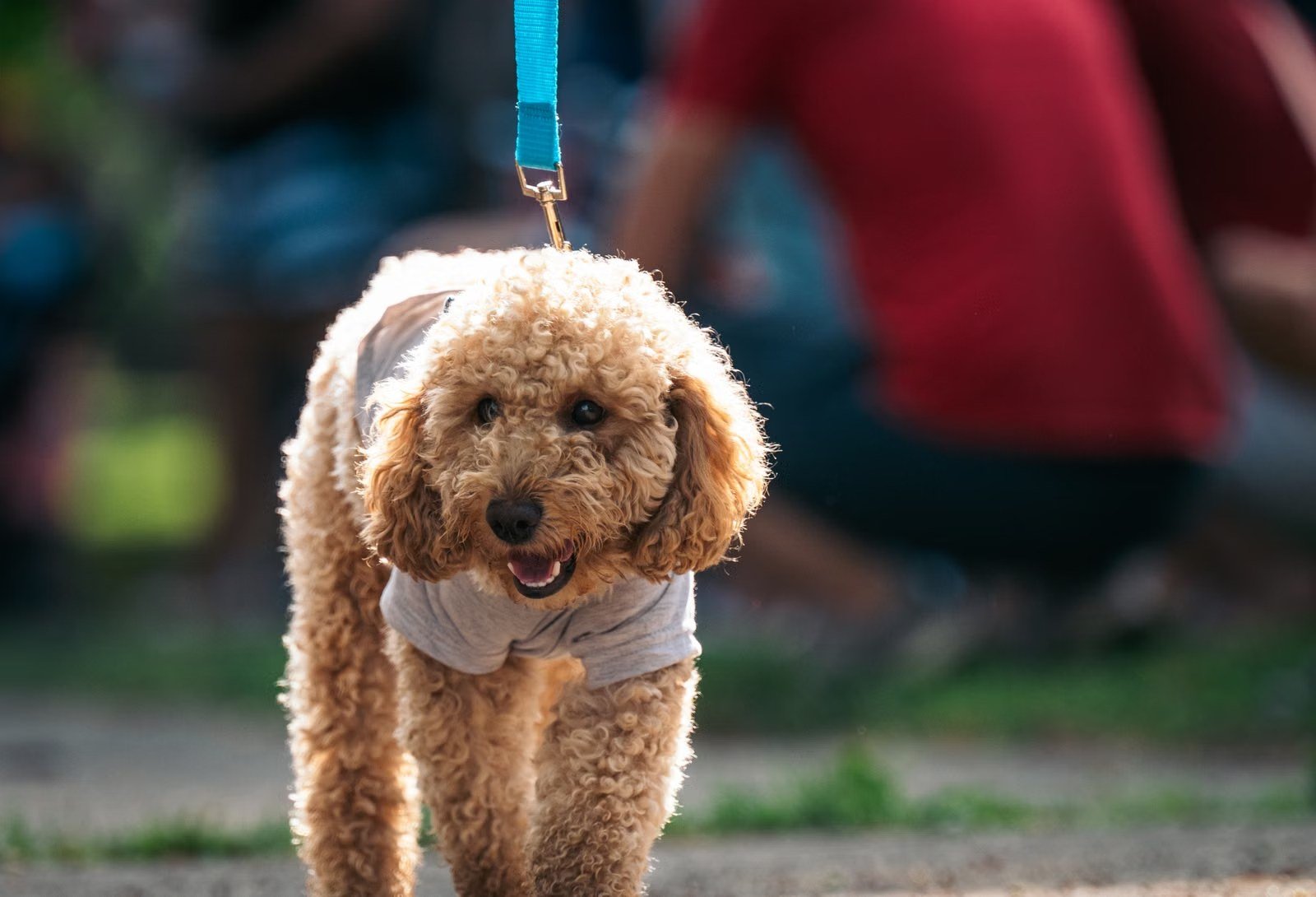 Poodle wearing a snug shirt during a sunny walk
