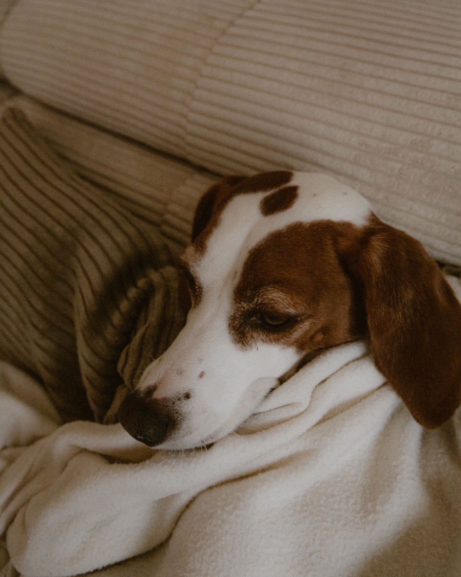 Dog resting on a sofa at home, the kind of scene a dog camera can help owners monitor