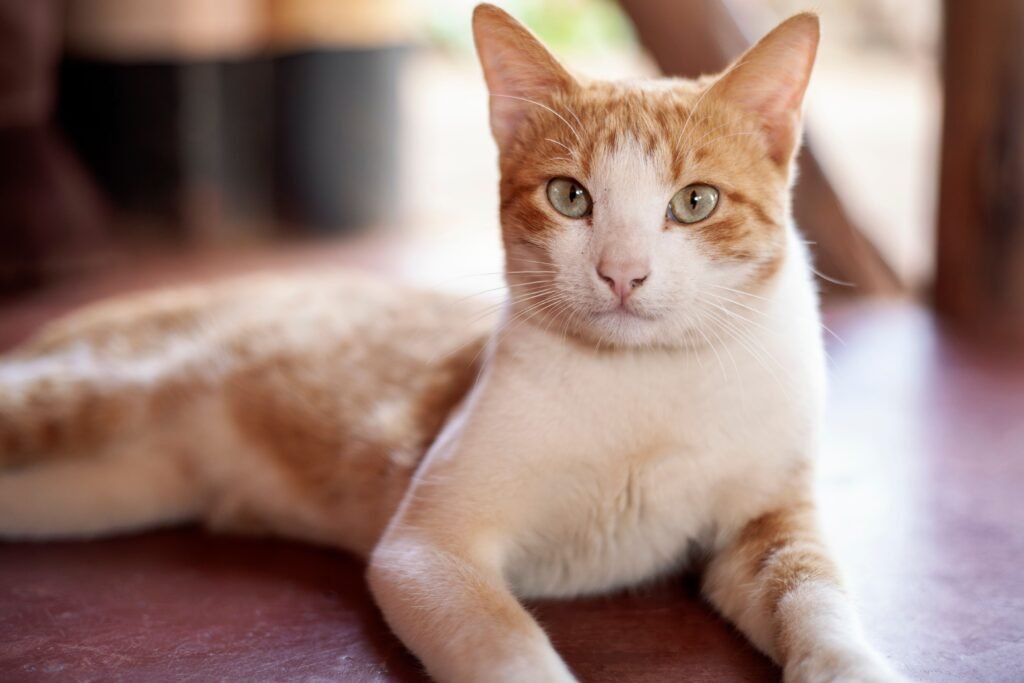 Close-up of an orange tabby cat, relevant to flea treatment for cats