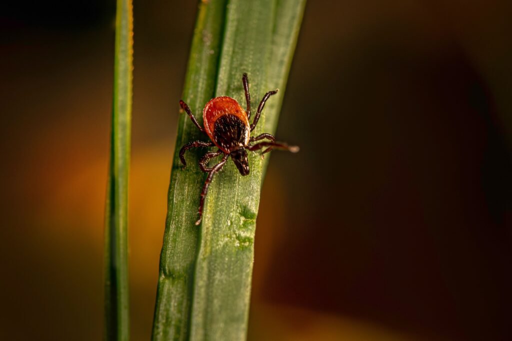 Close-up of a tick on a blade of grass, relevant to fleas versus ticks