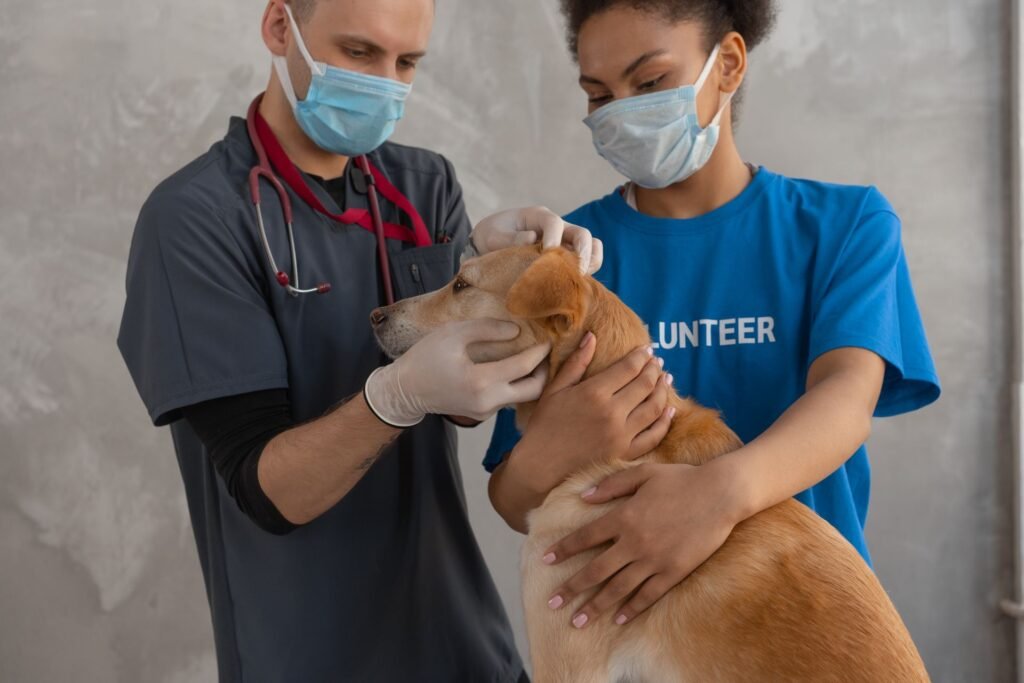 Veterinarian examining a dog during a checkup, the kind of visit where kidney disease in dogs is often first caught