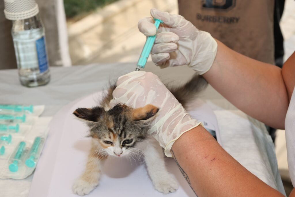 Veterinarian giving a kitten a vaccination