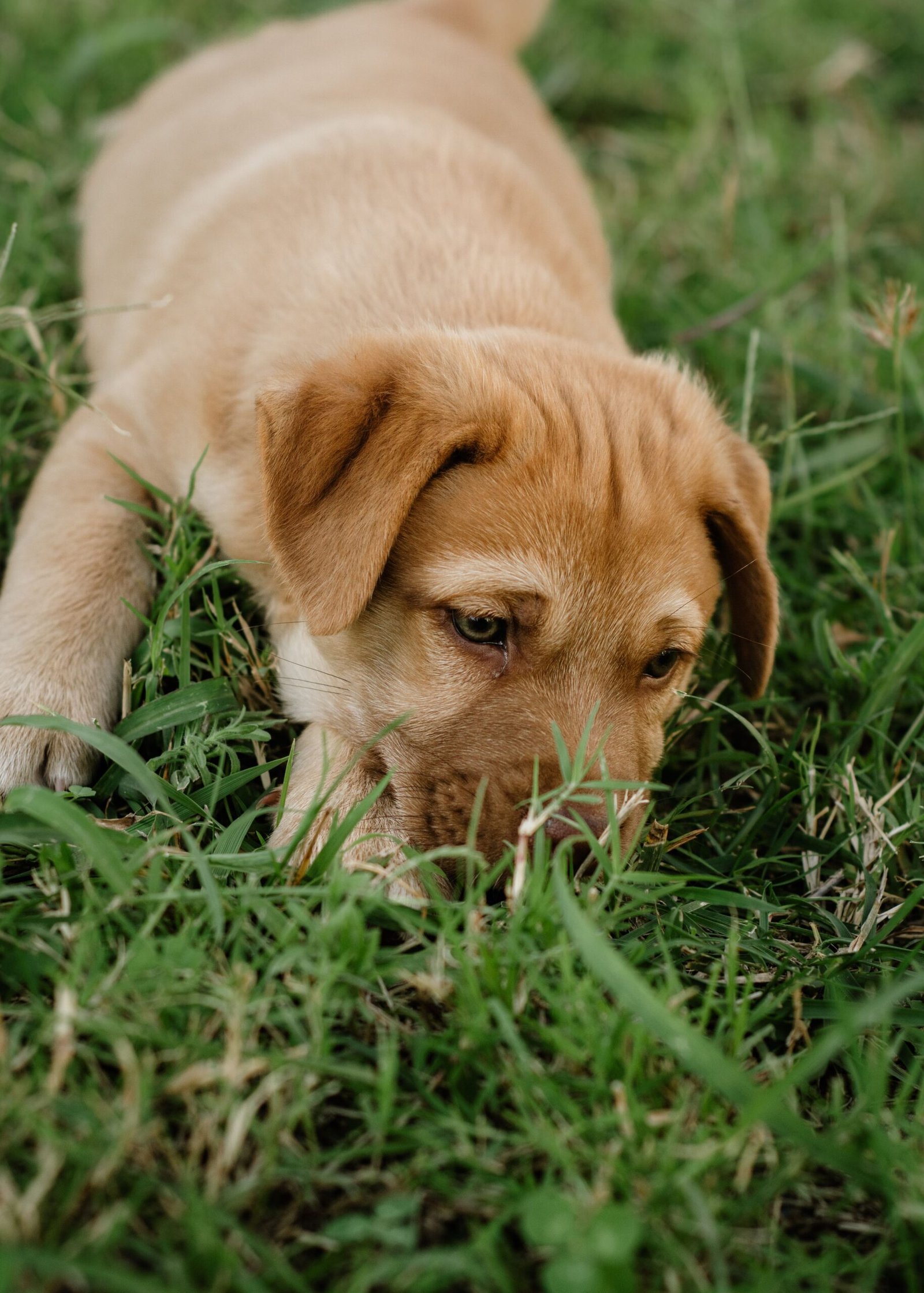 Cute beagle dog puppy