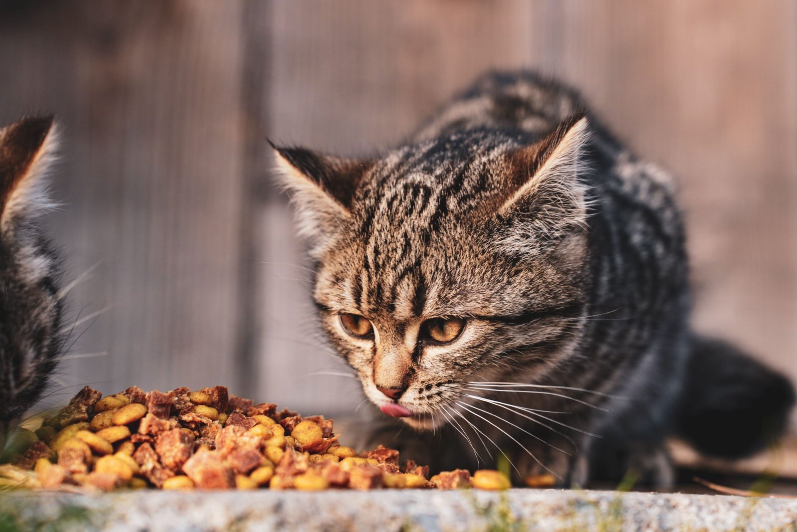 Cat eating a meal from a dish outdoors