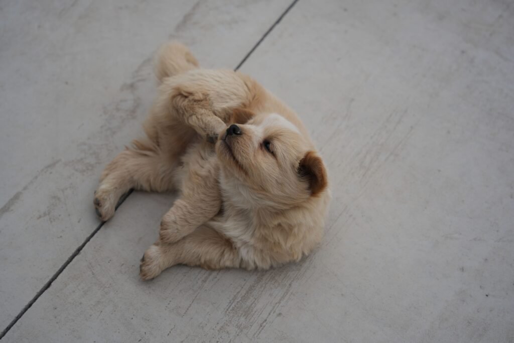 Puppy biting at its paw, a common sign of fleas or skin irritation