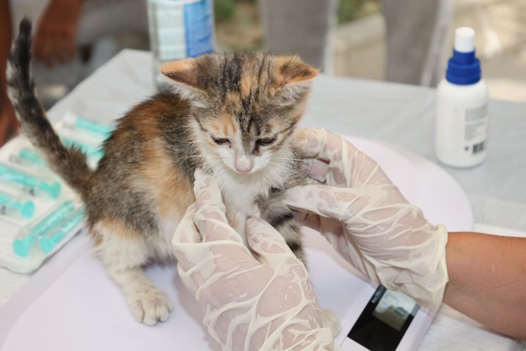 A veterinarian gently examines a kitten, a group at higher risk for upper respiratory infections in cats