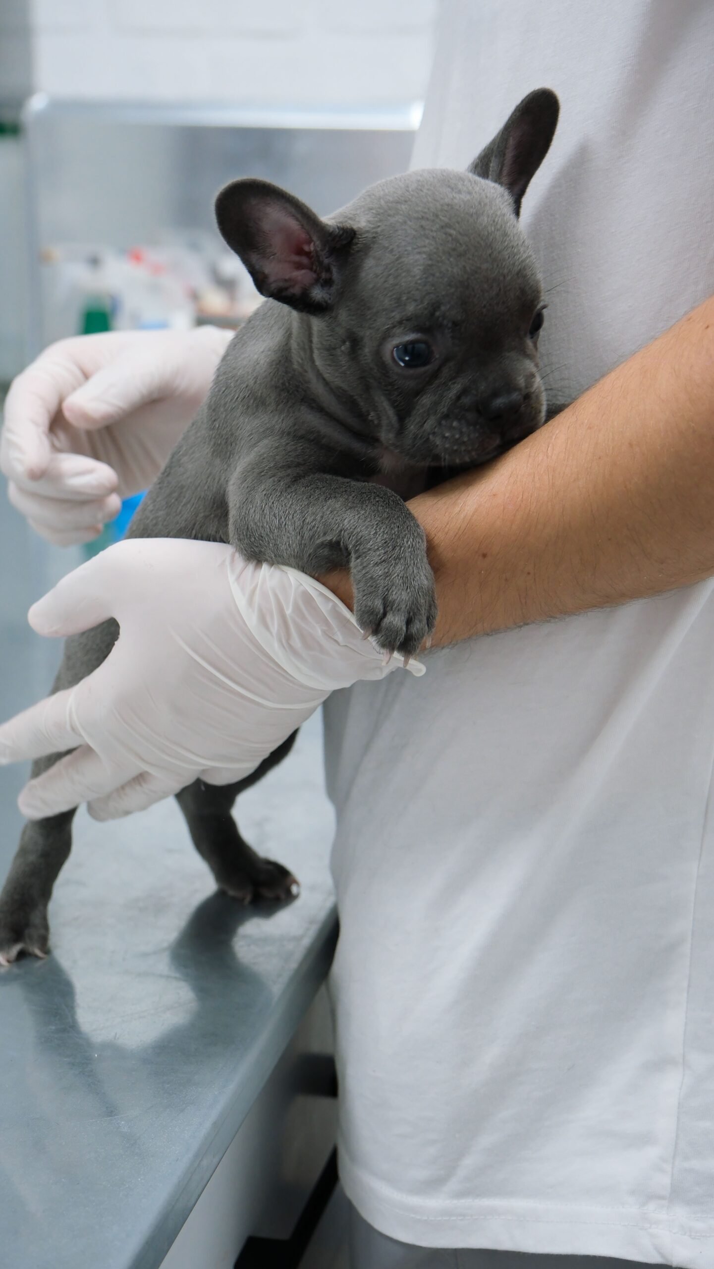 Cute puppy in veterinary hospital