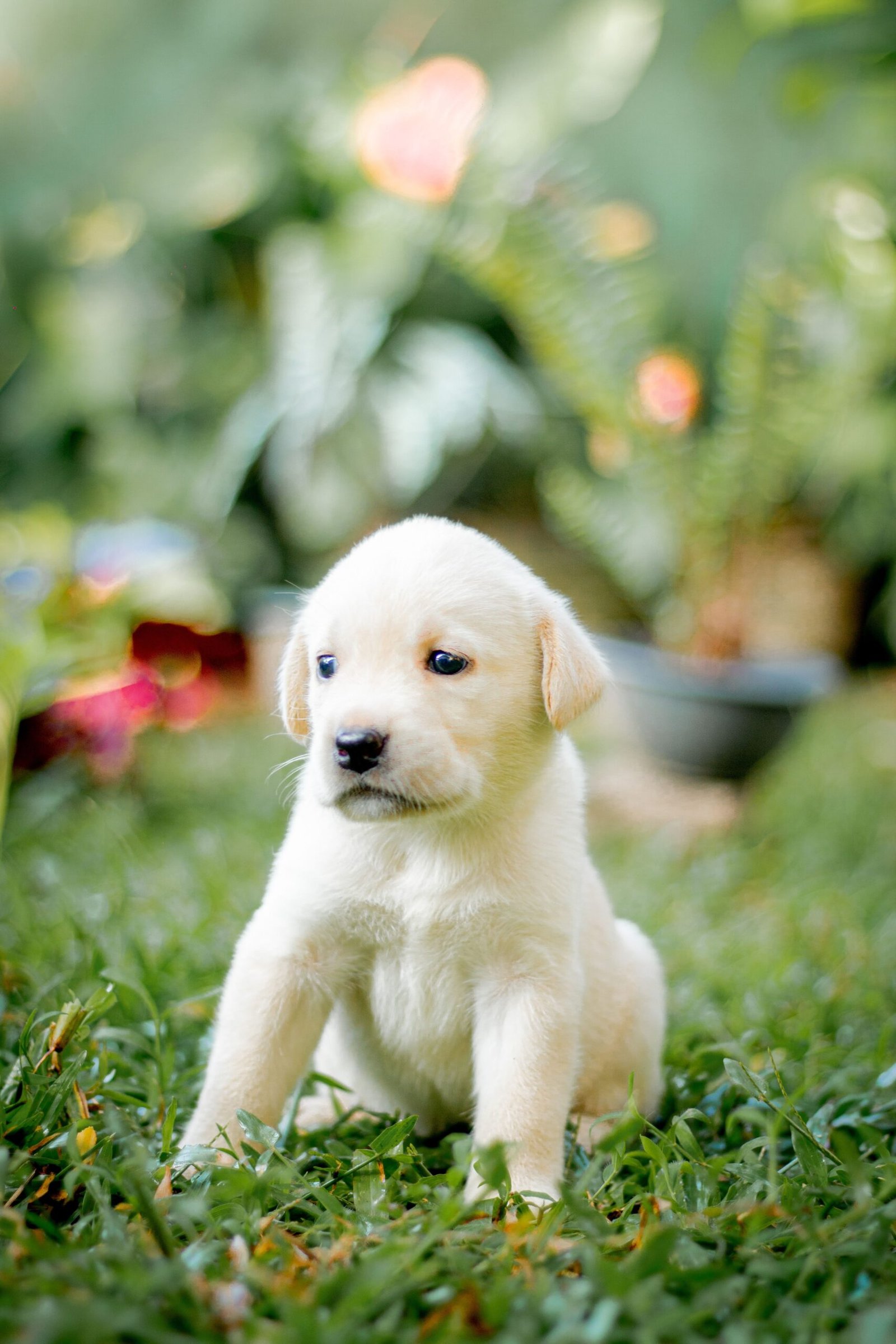american cocker spaniel red puppy very cute eyes portrait with flowers