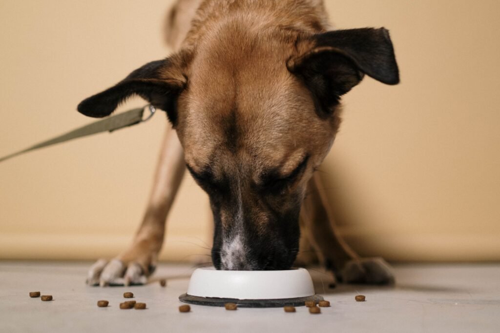 Dog eating a prescription diet, part of ongoing management for IBD in dogs