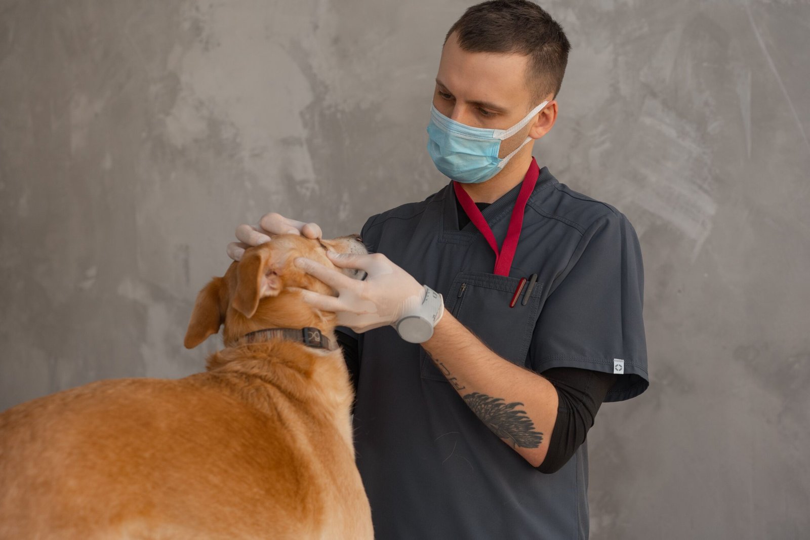 Veterinarian examining a dog as part of a wellness checkup used to stage kidney disease in dogs