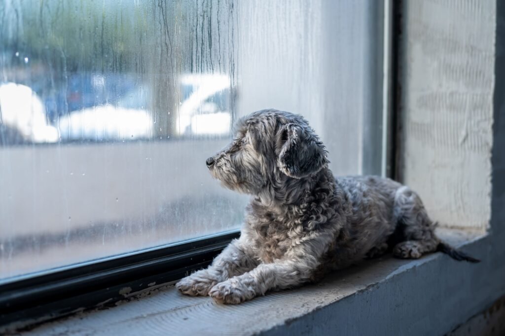 Dog lying by a window waiting alone, a picture of separation anxiety